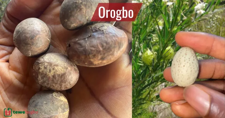 Orogbo (Bitter Kola)