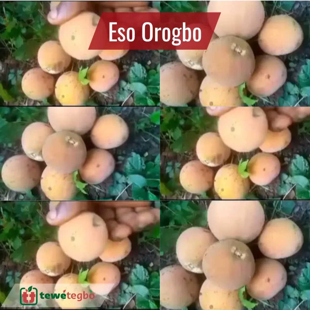 orogbo pod