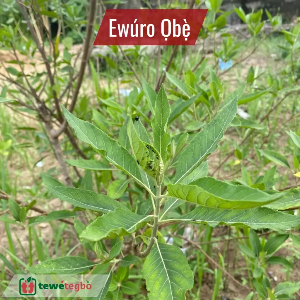 Ewuro obe (common bitter leaf) leaf used for soup and traditional herbal remedies