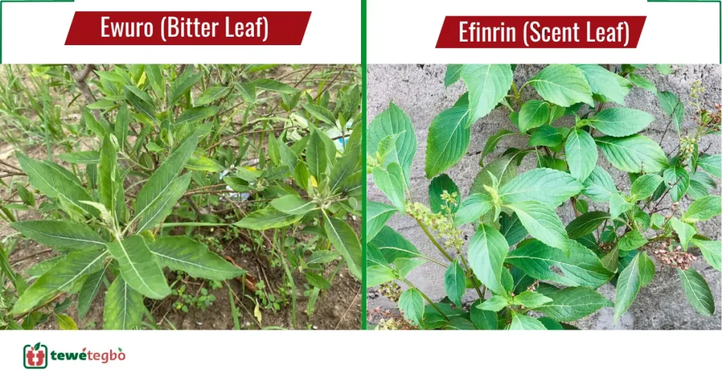 Bitter leaf and scent leaf combination used in Yoruba herbal mixtures
