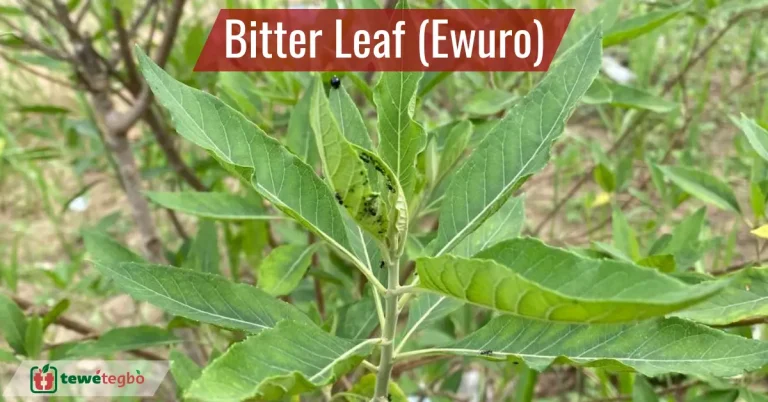 Benefits of bitter leaf - Fresh bitter leaf (ewuro) leaves used in Yoruba herbal practice and bitter leaf soup