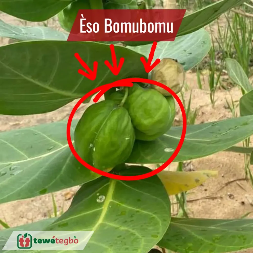 eso bomubomu fruit