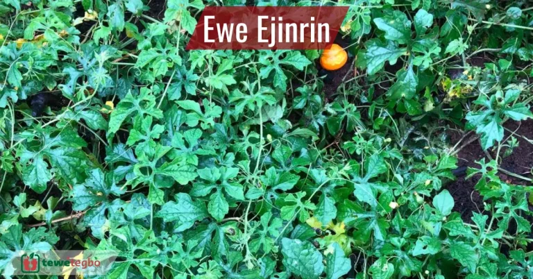 Ewe Ejinrin