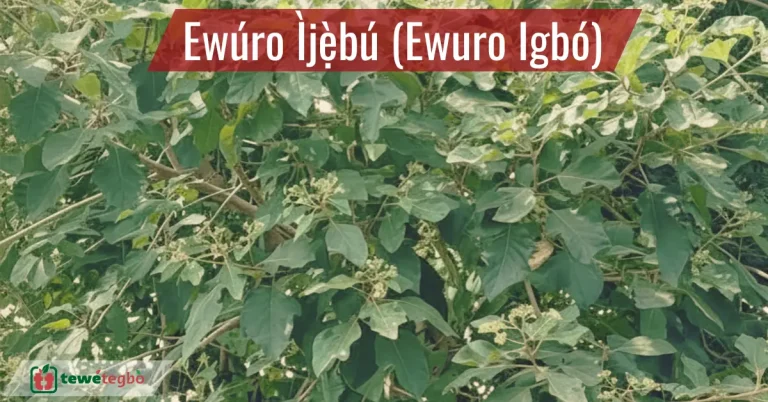Ewuro Ijebu (ewuro igbo)