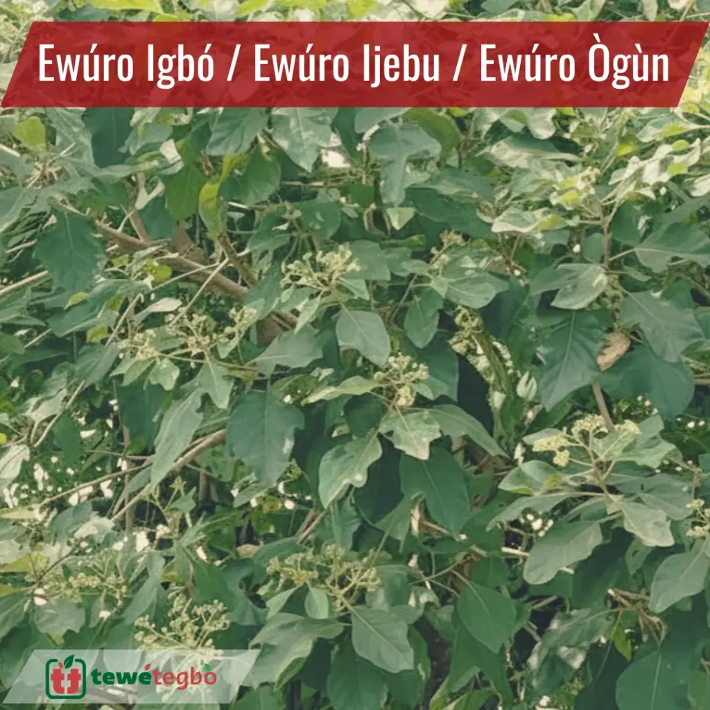 Ewuro ijebu (ewuro igbo) forest bitter leaf used in Yoruba traditional herbal preparations