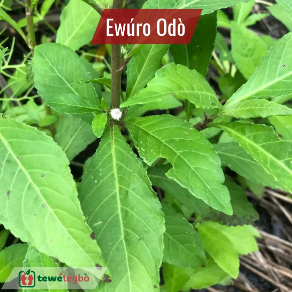 Ewuro odo riverside bitter leaf associated with cleansing in traditional practice
