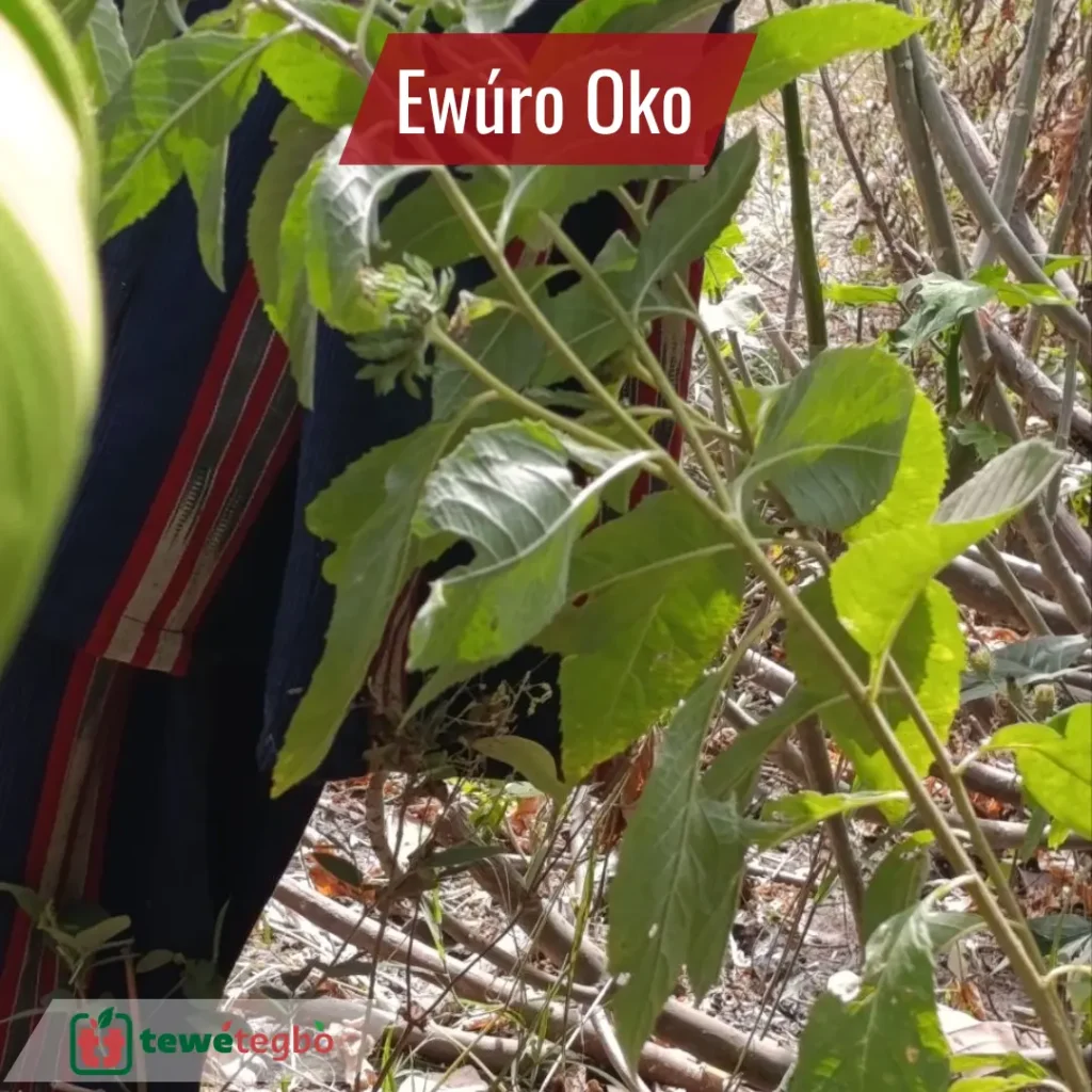 Ewuro oko bitter leaf growing around farmland in Yoruba herbal tradition