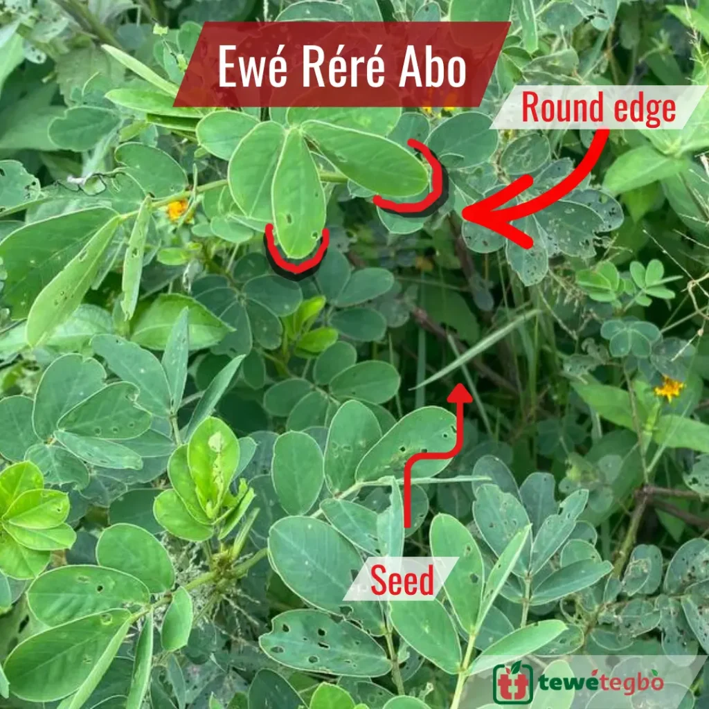 Ewe rere abo picture