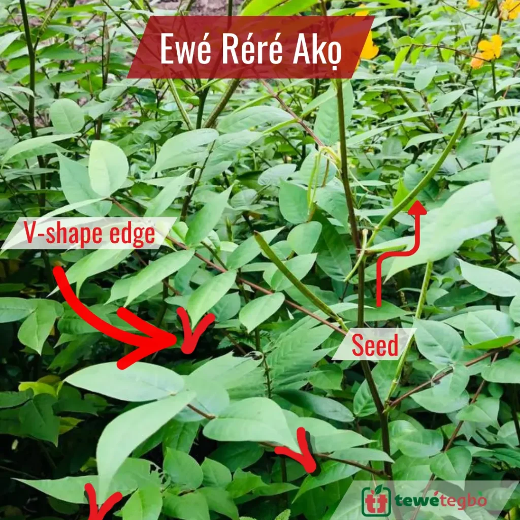 Ewe rere ako picture