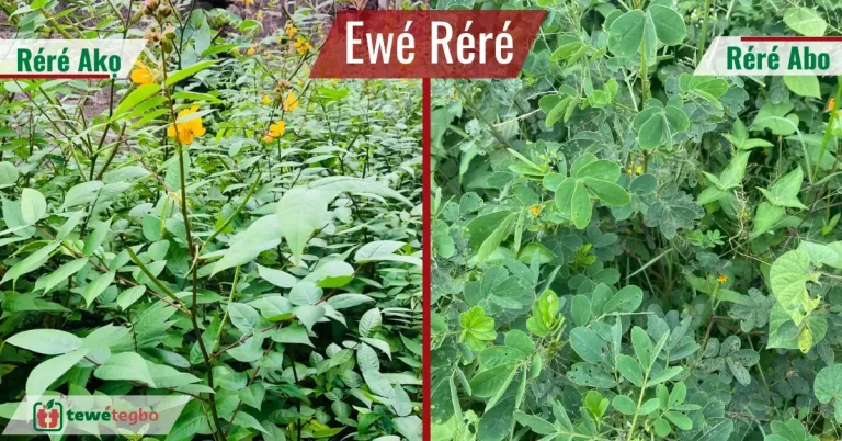 Ewe rere picture