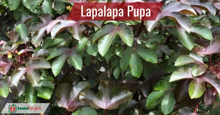 Ewe lapalapa pupa