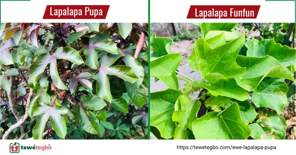 Difference between ewe lapalapa pupa & lapalapa funfun
