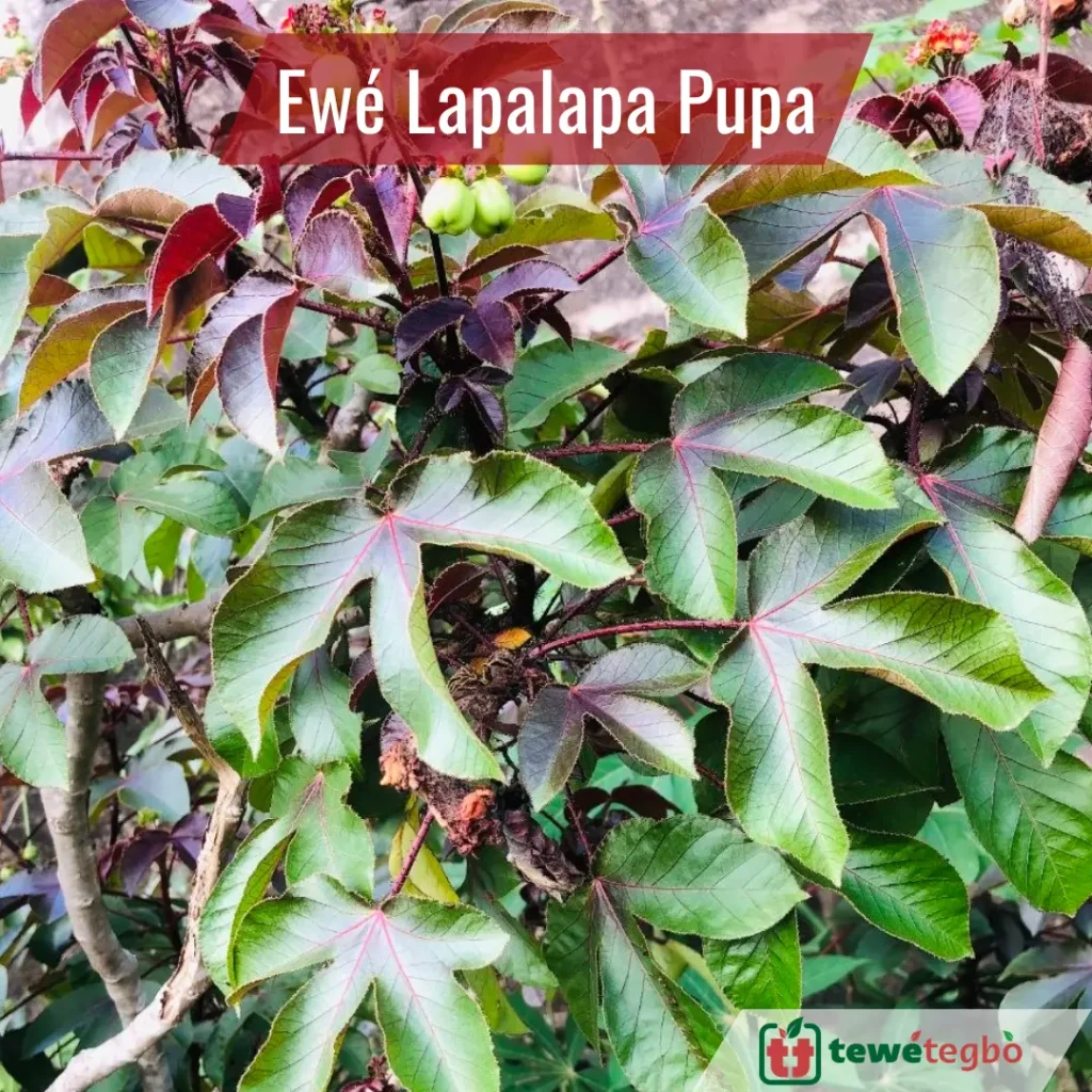 Ewe Lapalapa Pupa