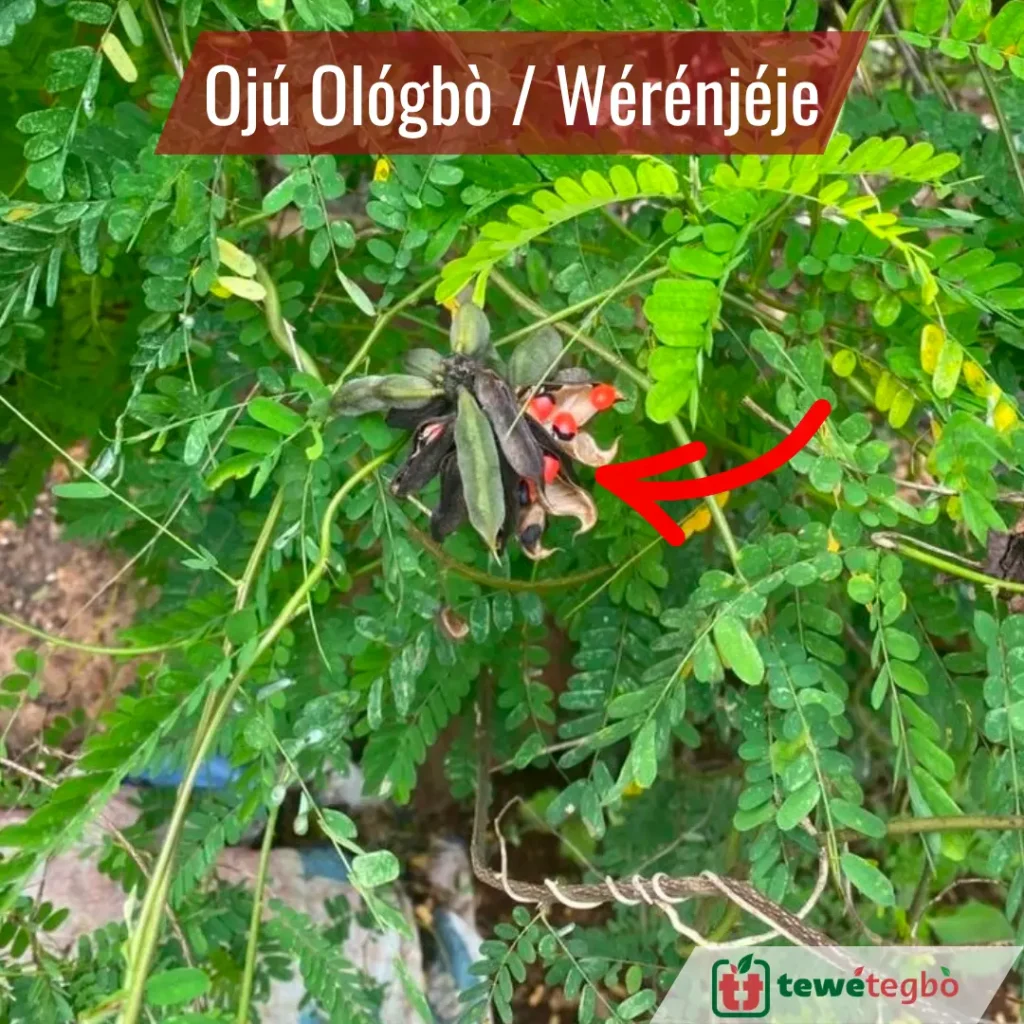 oju ologbo werenjeje