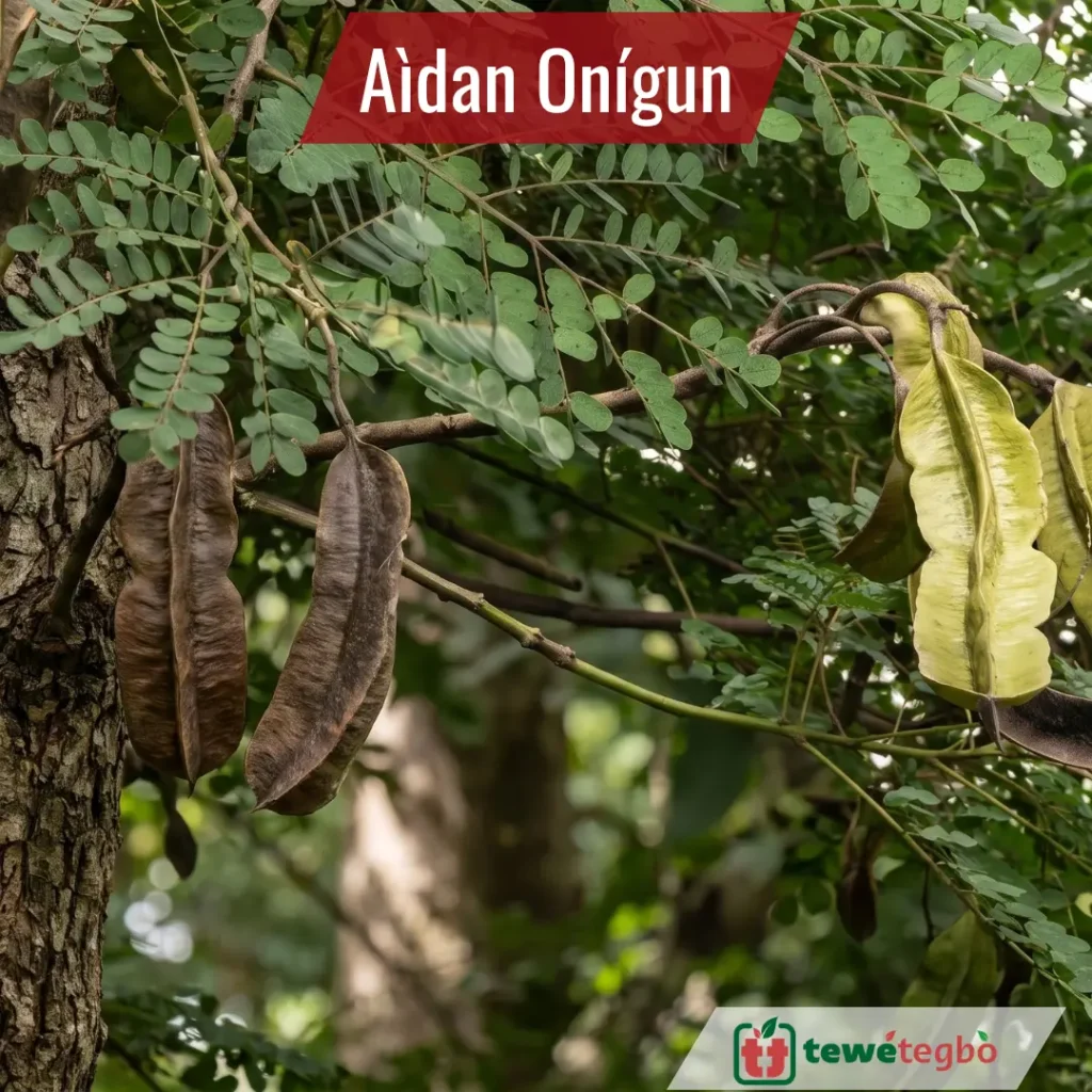 Aidan Tree