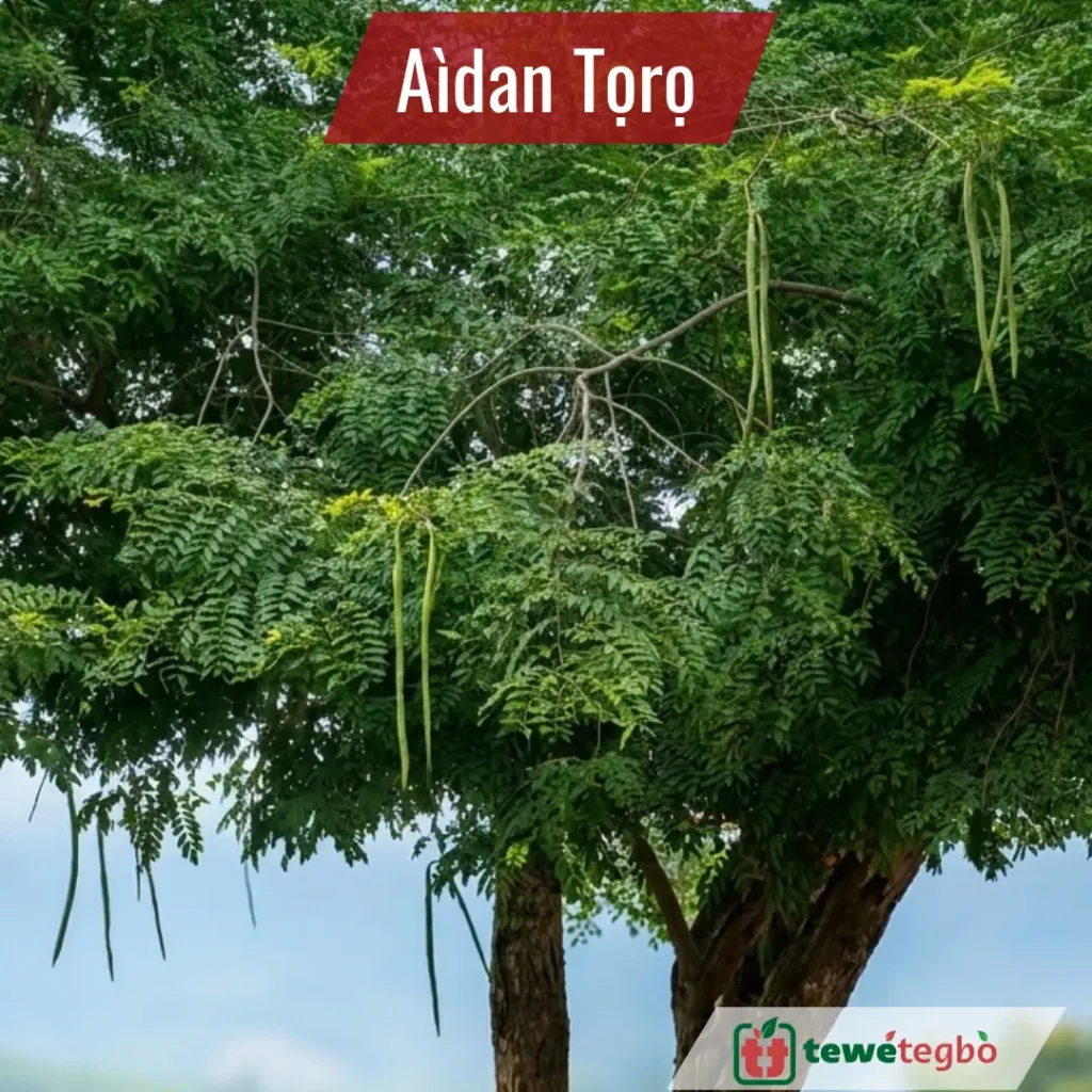 Aidan Toto Tree
