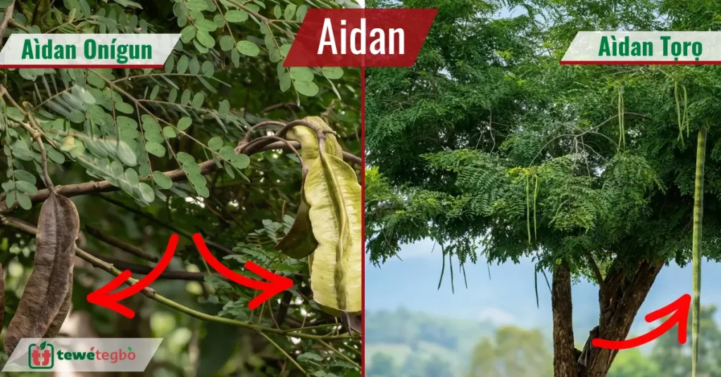Aidan Tree