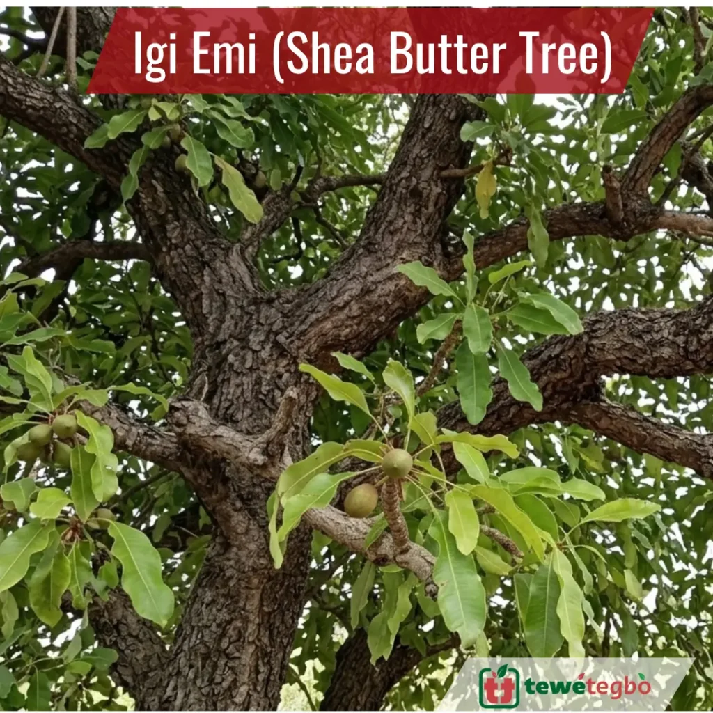 igi emi shea butter tree